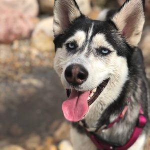 Meet your Posher, Daisy